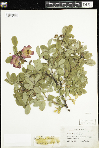 Rosa x dulcissima image
