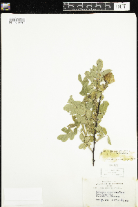 Rosa x dulcissima image