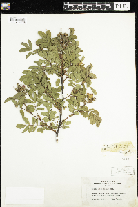 Rosa x dulcissima image