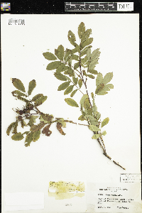 Rosa x dulcissima image