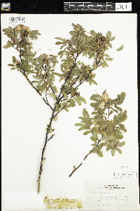 Rosa x dulcissima image