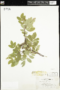 Rosa x dulcissima image