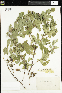 Rosa x dulcissima image