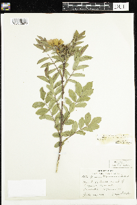 Rosa x dulcissima image