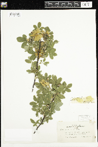 Rosa x dulcissima image