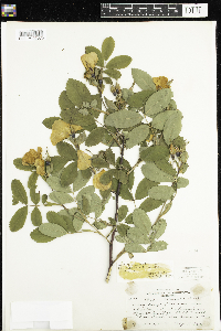 Rosa x dulcissima image