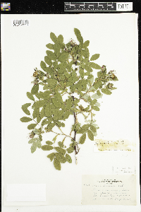 Rosa x dulcissima image