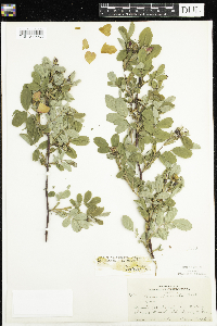 Rosa x dulcissima image