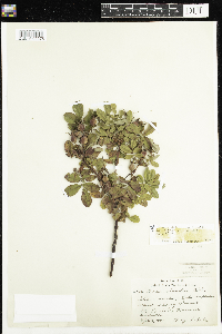 Rosa x dulcissima image