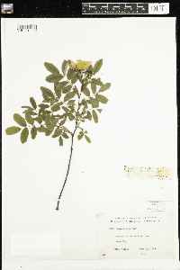 Rosa x dulcissima image