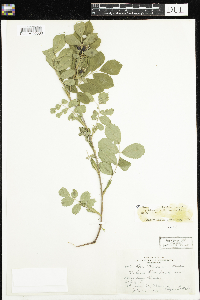 Rosa x dulcissima image