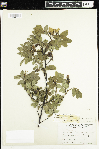 Rosa x dulcissima image