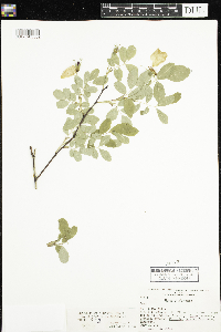 Rosa x dulcissima image