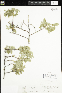 Rosa x dulcissima image