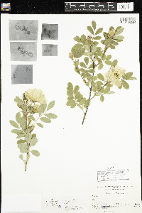 Rosa x dulcissima image