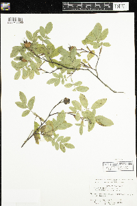 Rosa x dulcissima image