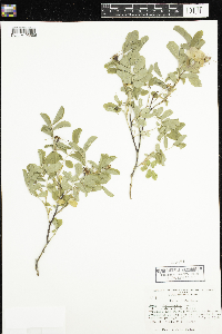 Rosa x dulcissima image