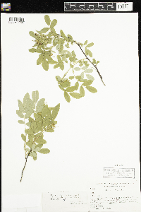 Rosa x dulcissima image