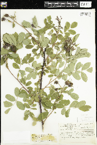 Rosa x dulcissima image