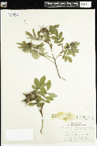 Rosa x dulcissima image