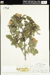 Rosa x dulcissima image