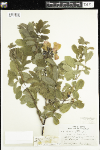 Rosa x dulcissima image