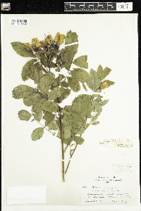 Rosa x dulcissima image