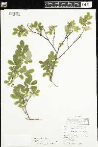 Rosa woodsii image