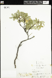 Rosa woodsii image