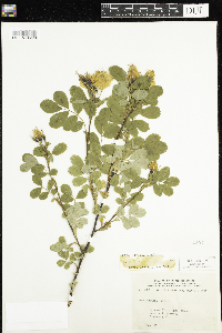 Rosa woodsii image