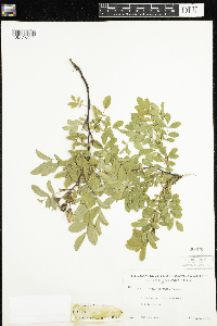Rosa woodsii image