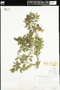 Rosa woodsii image