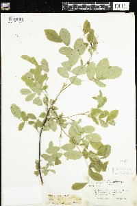Rosa woodsii image