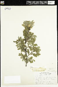 Rosa woodsii image