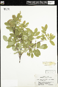 Rosa woodsii image