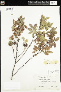 Rosa woodsii image