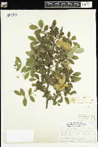Rosa woodsii image