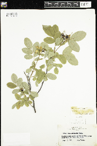 Rosa woodsii image