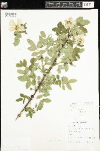 Rosa woodsii subsp. woodsii image