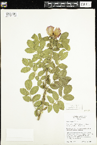 Rosa rugosa image