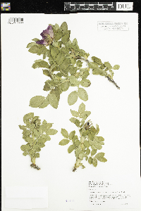 Rosa rugosa image