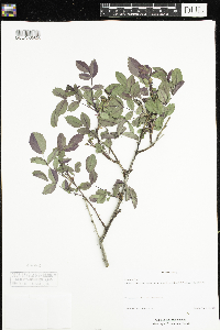 Rosa glauca image