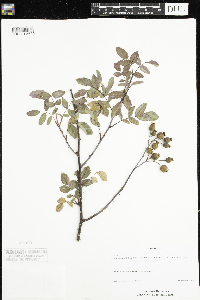 Rosa glauca image