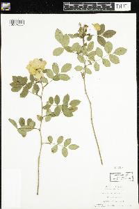 Media resource of Rosa carolina
