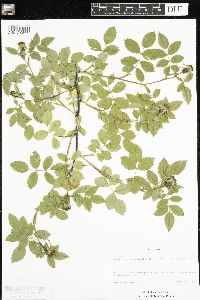 Media resource of Rosa canina