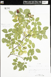 Rosa canina image