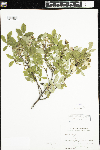 Media resource of Rosa blanda