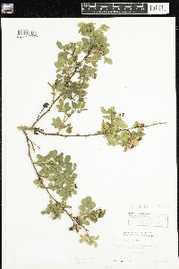 Rosa arkansana image