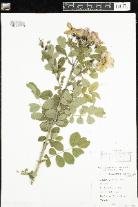 Media resource of Rosa arkansana