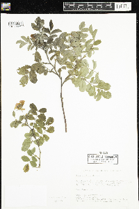 Rosa arkansana image